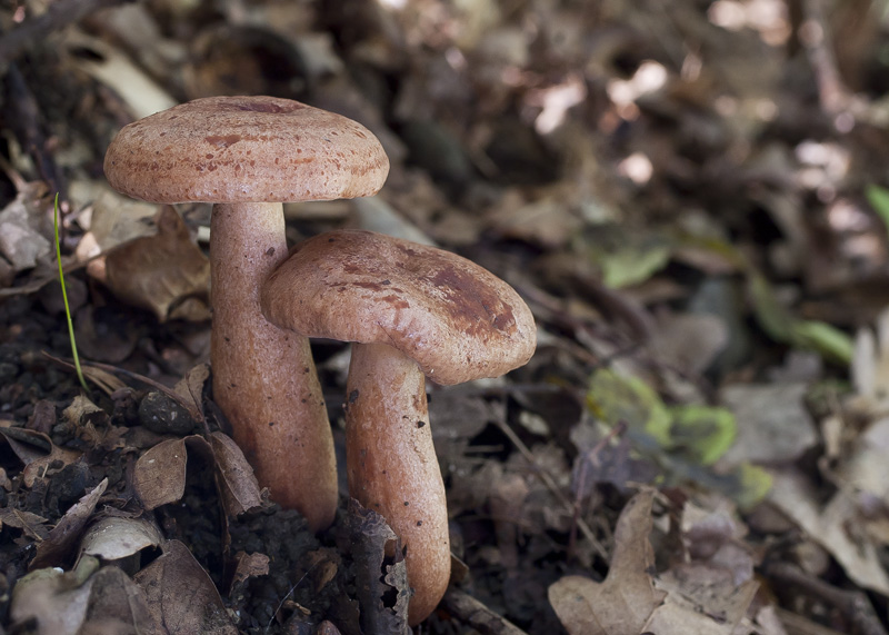 Lactarius quietus